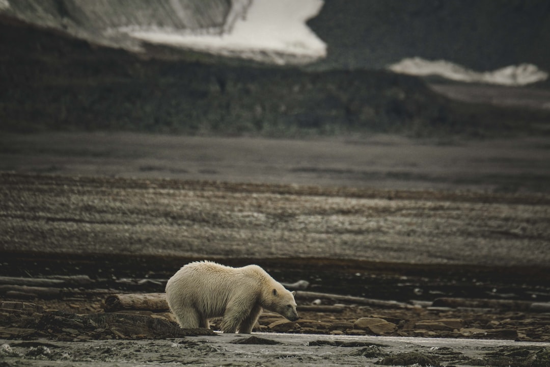 A polar bear walking across a field next to a mountain